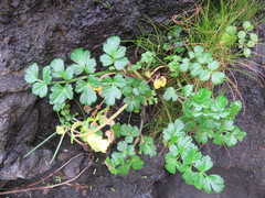 Apium prostratum filiforme