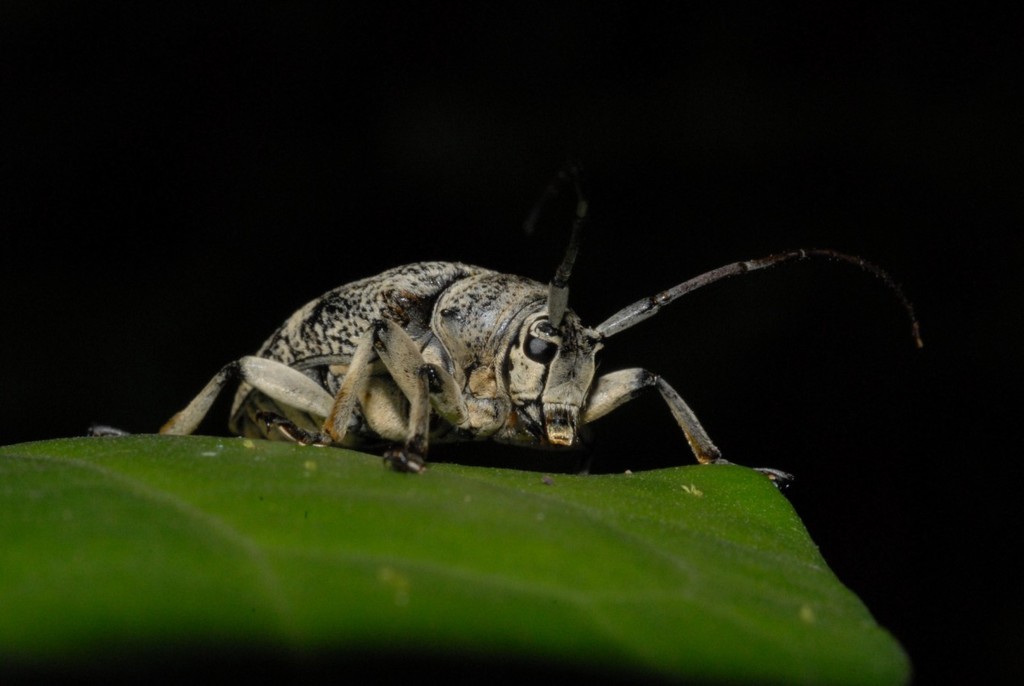 Frea johannae