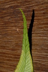 Angiopteris madagascariensis