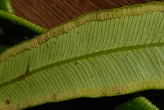 Angiopteris madagascariensis