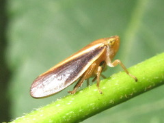 Philaenus nigripectus