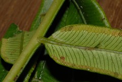 Angiopteris madagascariensis