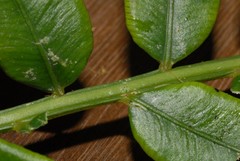 Angiopteris madagascariensis