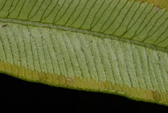 Angiopteris madagascariensis