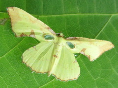 Corymica pryeri