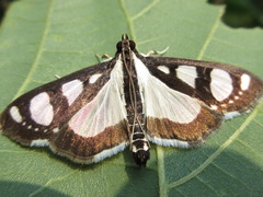 Glyphodes quadrimaculalis