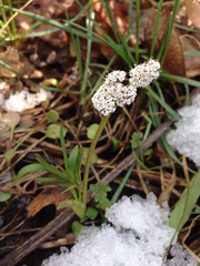 Lomatium linearifolium