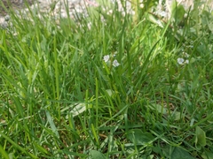 Veronica serpyllifolia