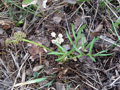 Lomatium linearifolium