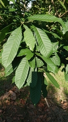 Lithocarpus brevicaudatus