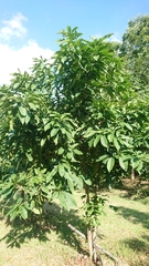 Lithocarpus brevicaudatus