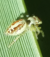 Icius hamatus