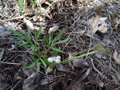 Lomatium linearifolium