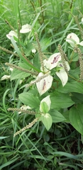 Saururus chinensis