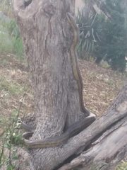 Elaphe quatuorlineata