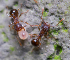 Pristomyrmex punctatus