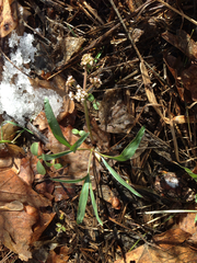 Lomatium linearifolium