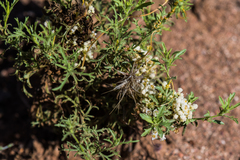 Cuscuta indecora