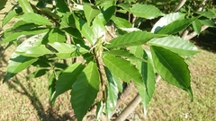 Quercus glauca