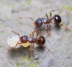 Pristomyrmex punctatus