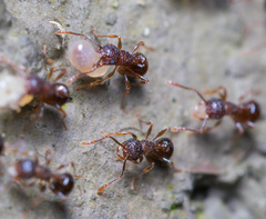 Pristomyrmex punctatus