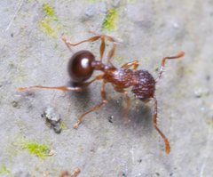 Pristomyrmex punctatus