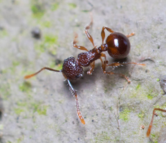 Pristomyrmex punctatus