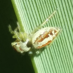 Icius hamatus