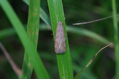 Nomophila noctuella