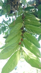 Glochidion philippicum