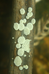 Favolaschia cyatheae