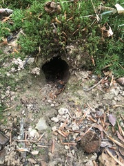 Clethrionomys glareolus