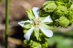 Horkelia clevelandii