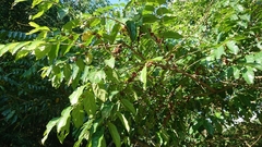 Glochidion philippicum