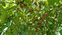 Glochidion philippicum