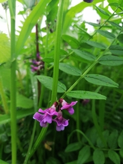 Vicia sepium