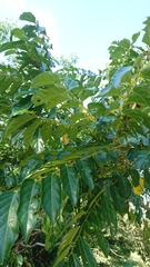 Glochidion philippicum