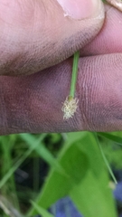 Eleocharis wolfii