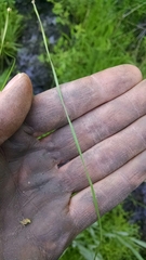 Eleocharis wolfii