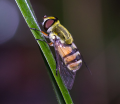 Dissoptera heterothrix