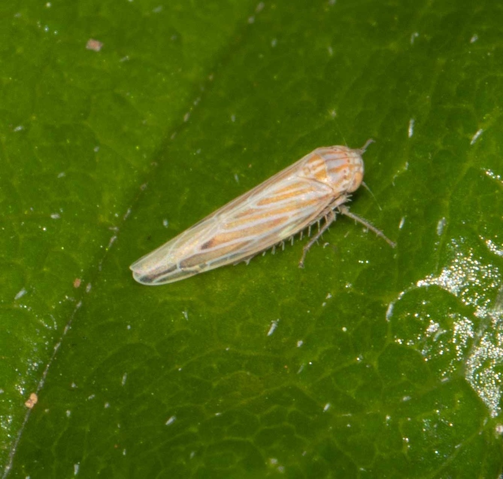 Balclutha bacchusi