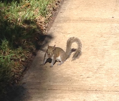 Sciurus carolinensis