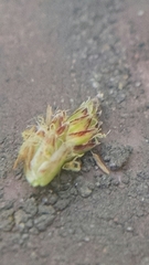 Eleocharis wolfii