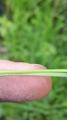 Eleocharis wolfii