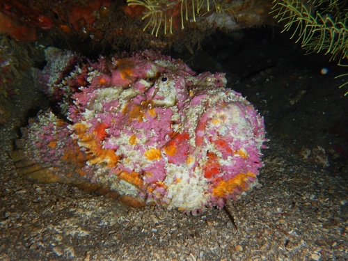 Reef Stonefish — seen at this dive site