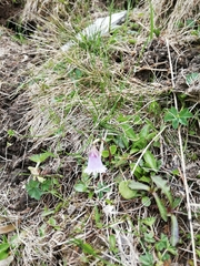 Soldanella pusilla