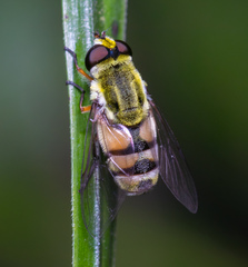 Dissoptera heterothrix