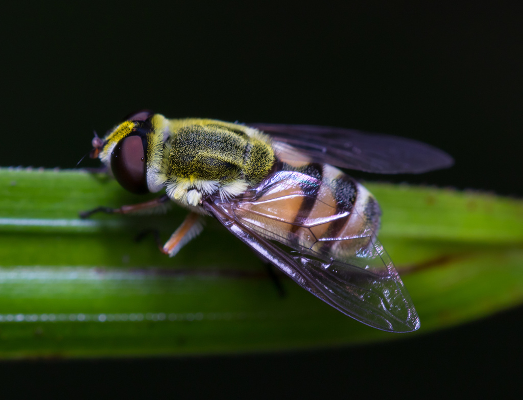 Dissoptera heterothrix