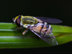 Dissoptera heterothrix