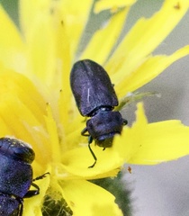 Anthaxia quadripunctata